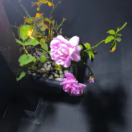 Falirakion 法里拉基