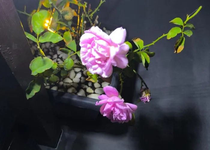 Falirakion 팔리라키